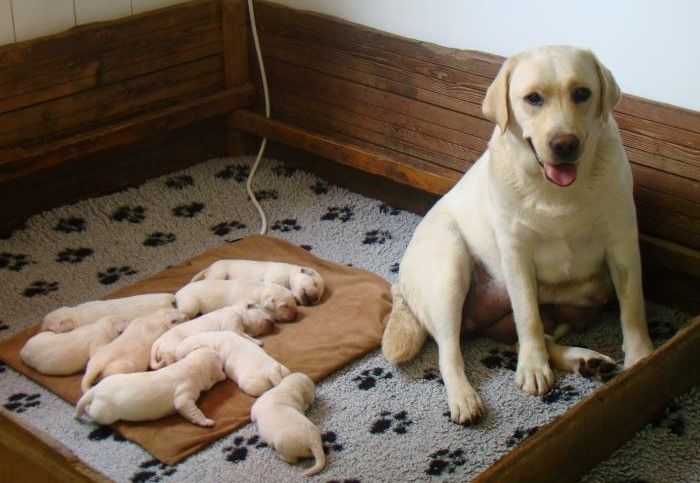 chiot Labrador Retriever du royaume des reves