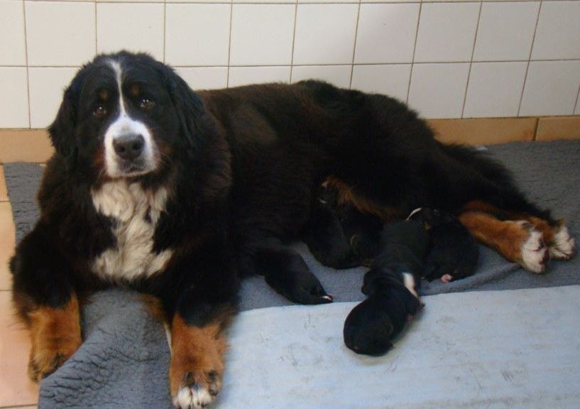 chiot Bouvier Bernois du royaume des reves