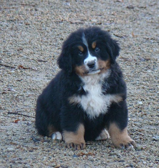 chiot Bouvier Bernois du royaume des reves