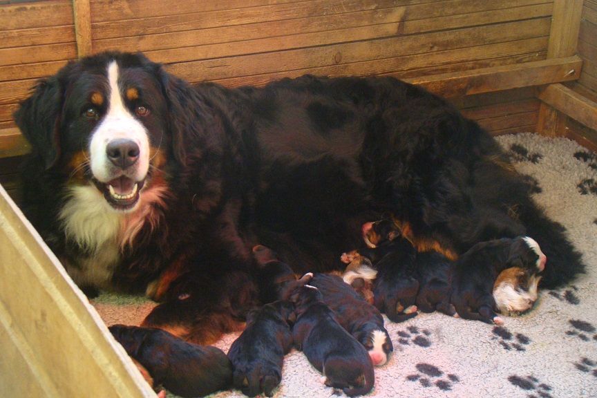 chiot Bouvier Bernois du royaume des reves