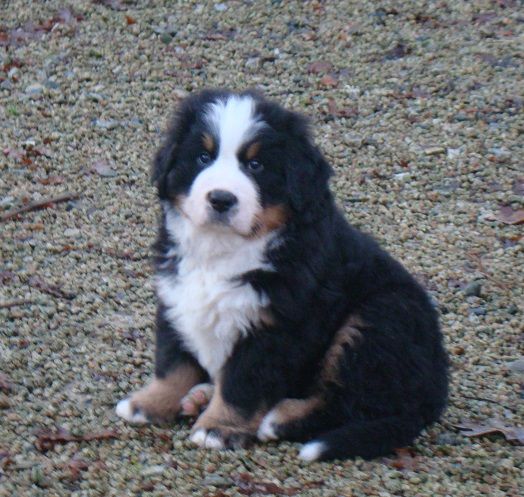 chiot Bouvier Bernois du royaume des reves