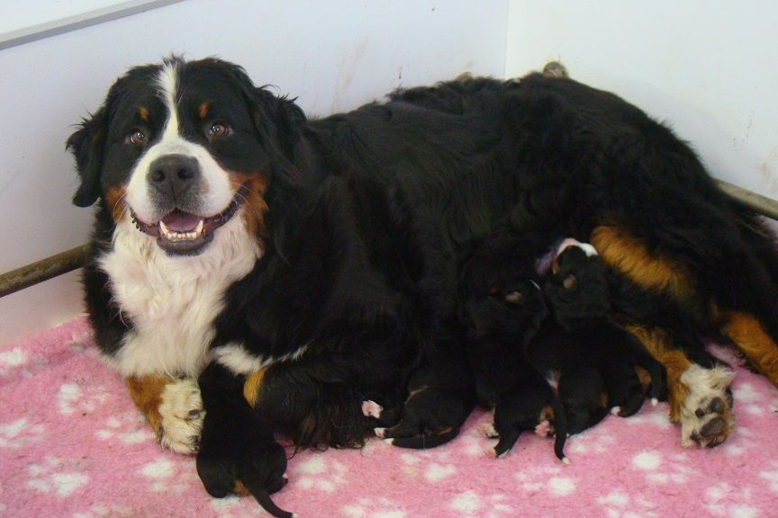 chiot Bouvier Bernois du royaume des reves