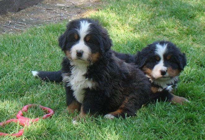 chiot Bouvier Bernois du royaume des reves