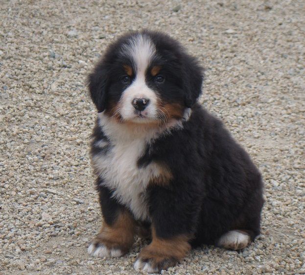 chiot Bouvier Bernois du royaume des reves