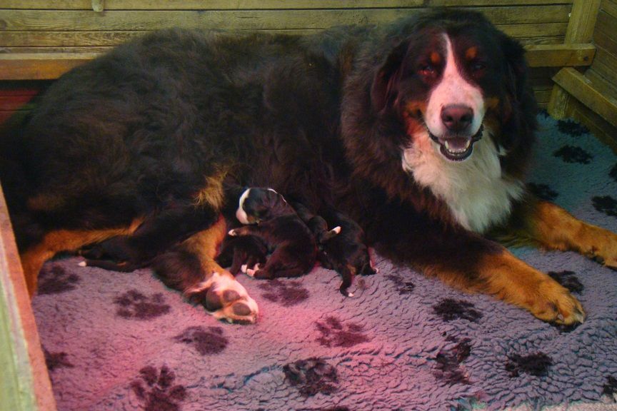 chiot Bouvier Bernois du royaume des reves