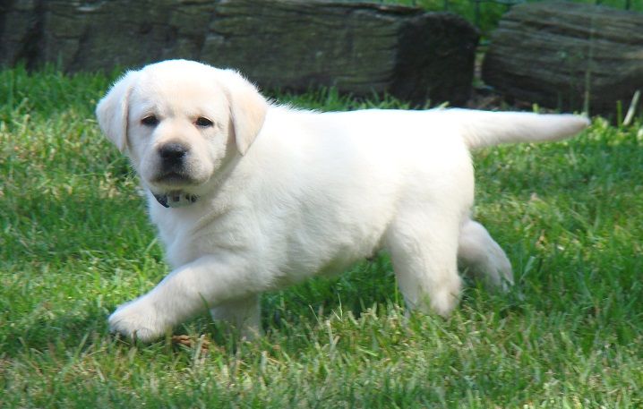 chiot Labrador Retriever du royaume des reves