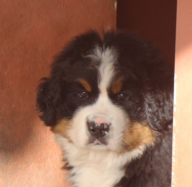 chiot Bouvier Bernois du royaume des reves