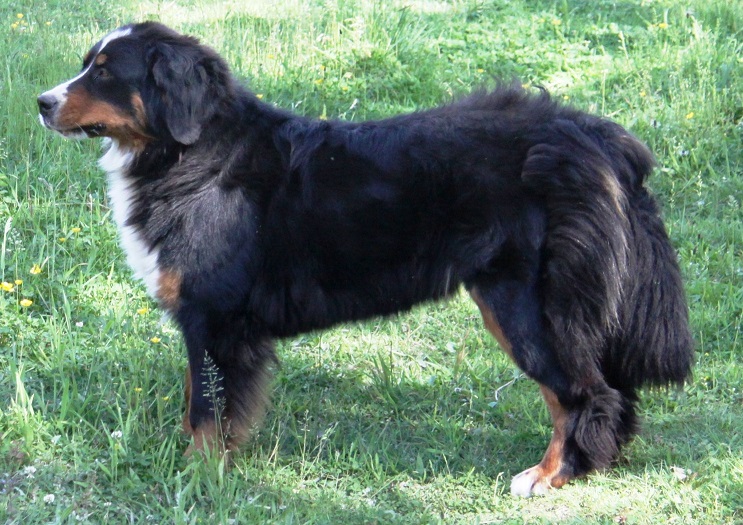 Jasmine dit djust du royaume des reves