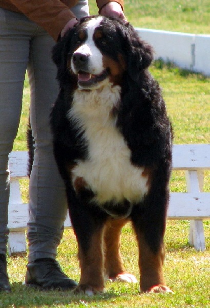 Jacotte du royaume des reves