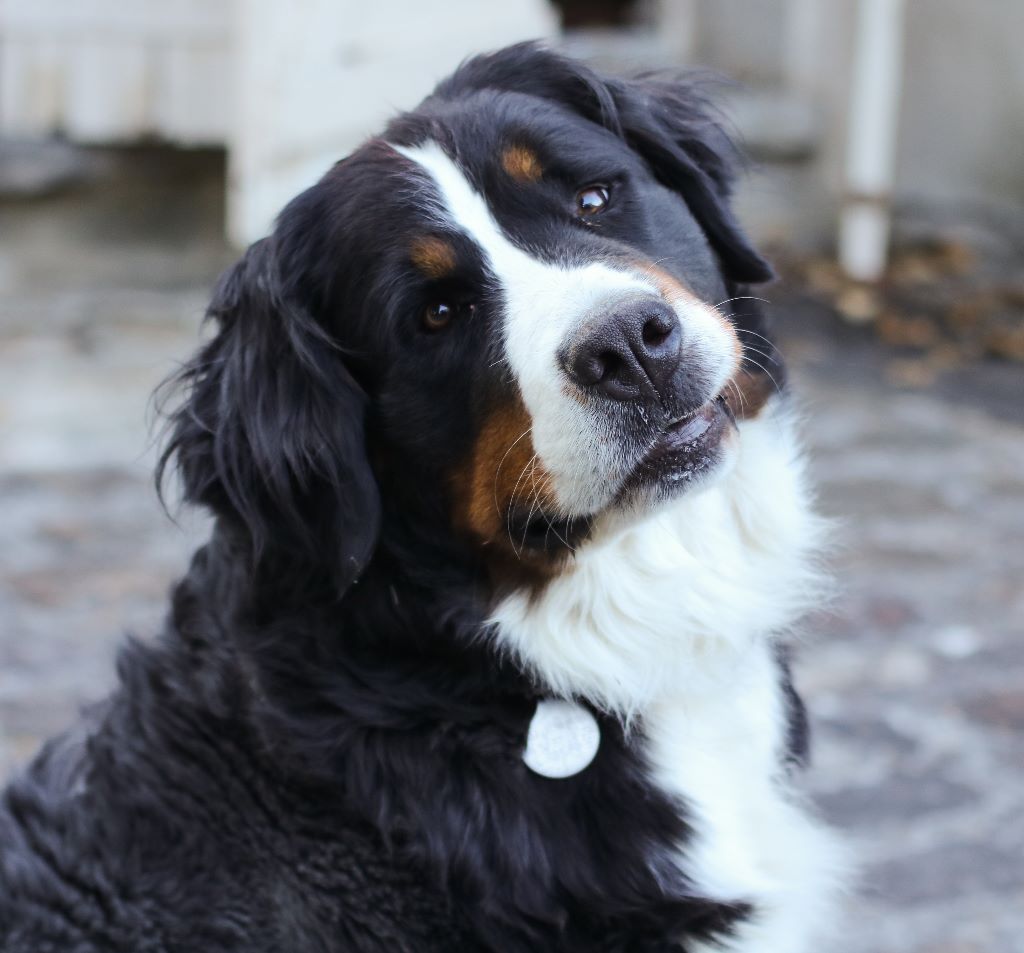 Mille et une nuits du royaume des reves