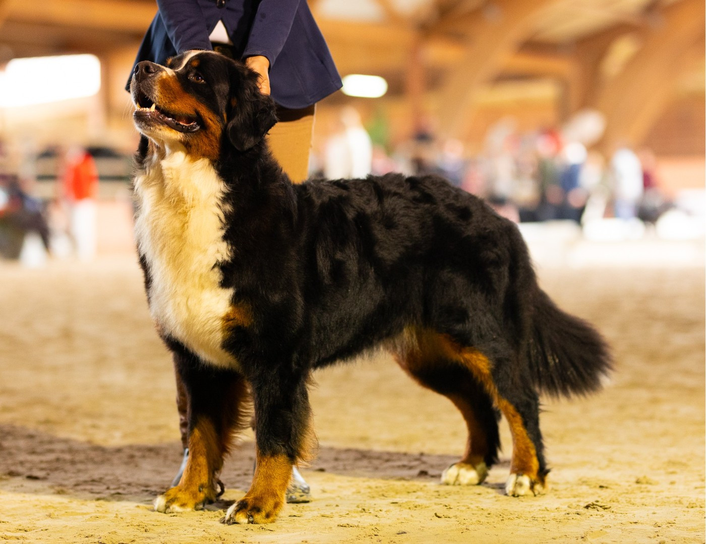 CH. Une star du royaume des reves
