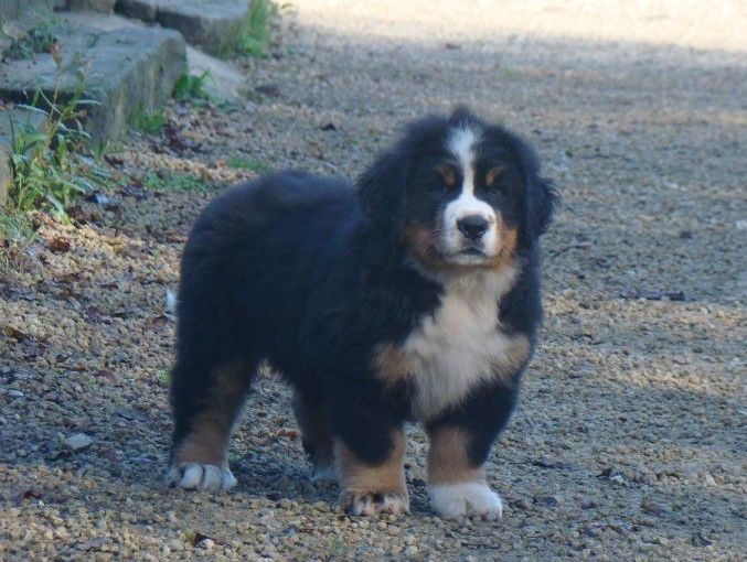 A-toi-de-jouer dite arlette du royaume des reves