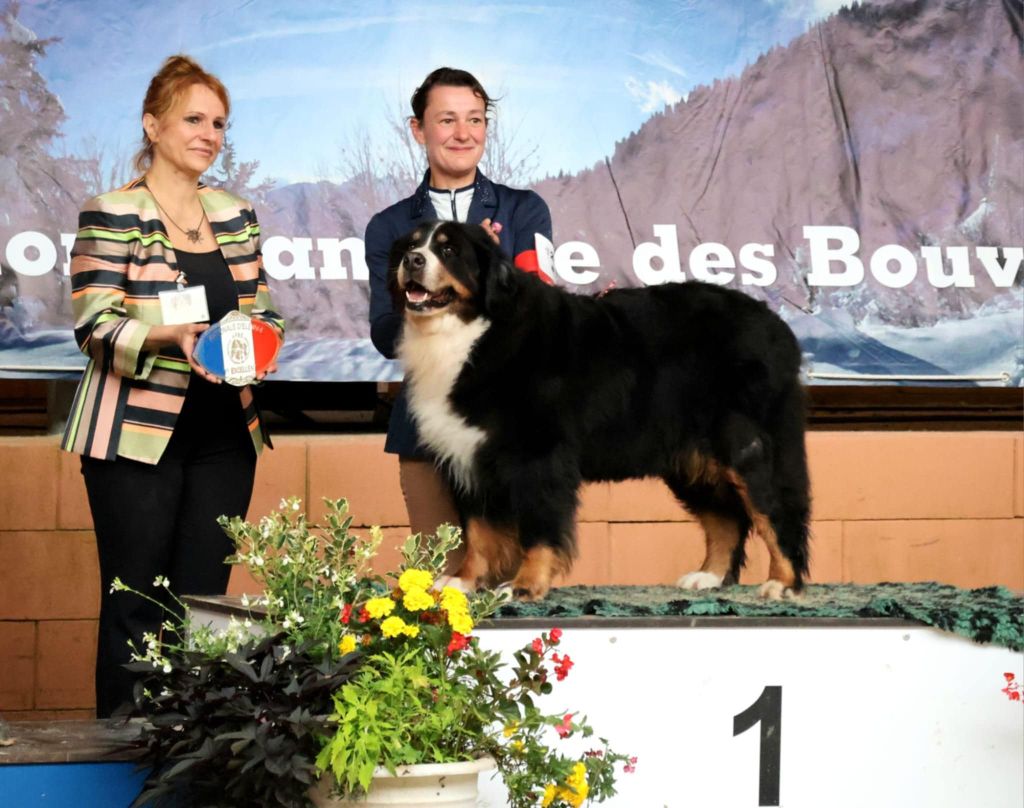 CH. La relève du royaume des reves