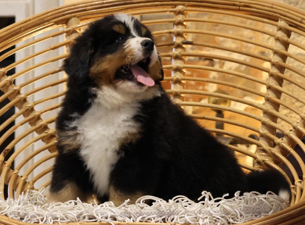 Aupopop De La Cathedrale Des Ours