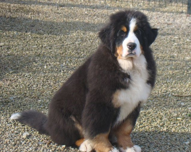 Arthur Au Domaine De Melba