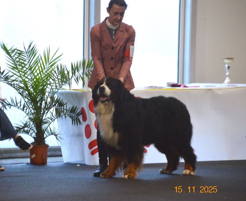 Expo de Angers 15/11/2025