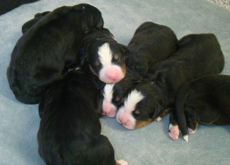 du royaume des reves - Chiots disponibles - Bouvier Bernois