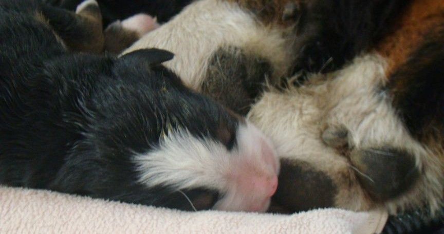 du royaume des reves - Chiots disponibles - Bouvier Bernois