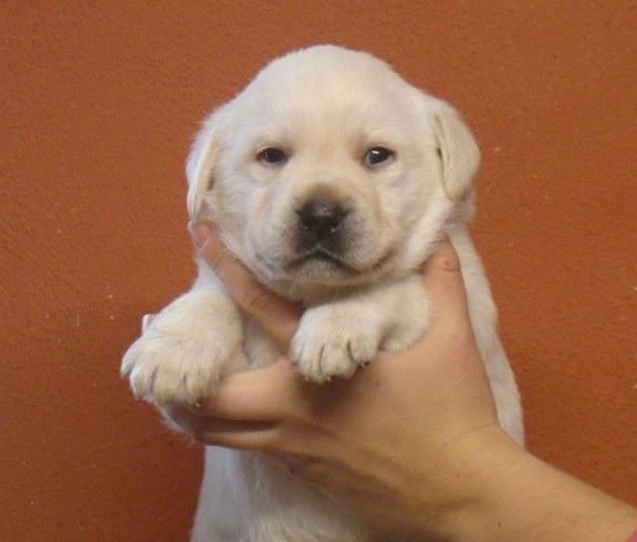 du royaume des reves - Chiots disponibles - Labrador Retriever