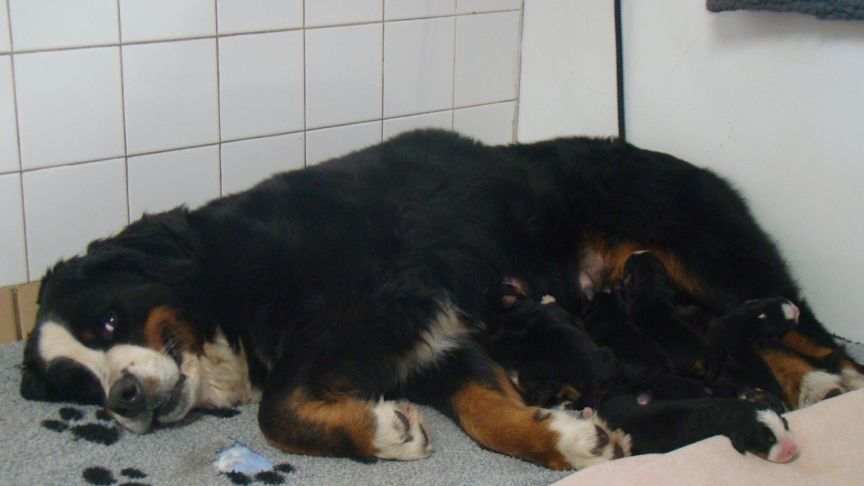 Chiot Bouvier Bernois du royaume des reves