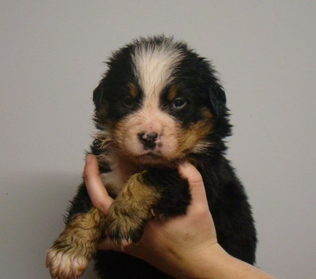 du royaume des reves - Bouvier Bernois - Portée née le 23/12/2025