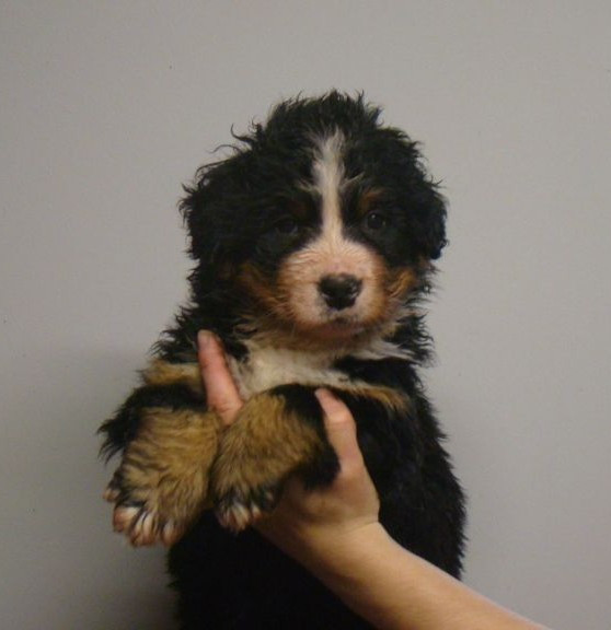 du royaume des reves - Bouvier Bernois - Portée née le 16/12/2025