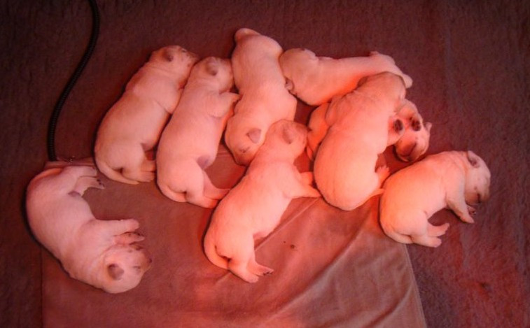 Chiot Labrador Retriever du royaume des reves