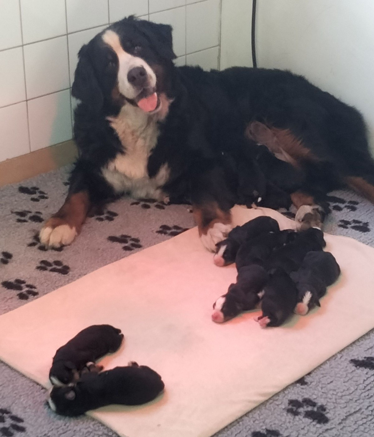 Chiot Bouvier Bernois du royaume des reves