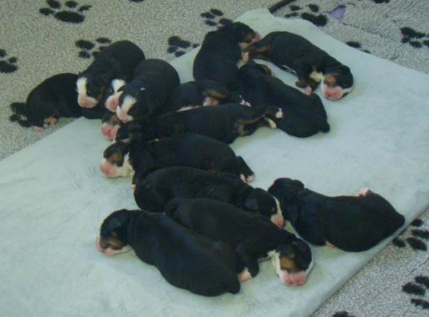 du royaume des reves - Chiots disponibles - Bouvier Bernois