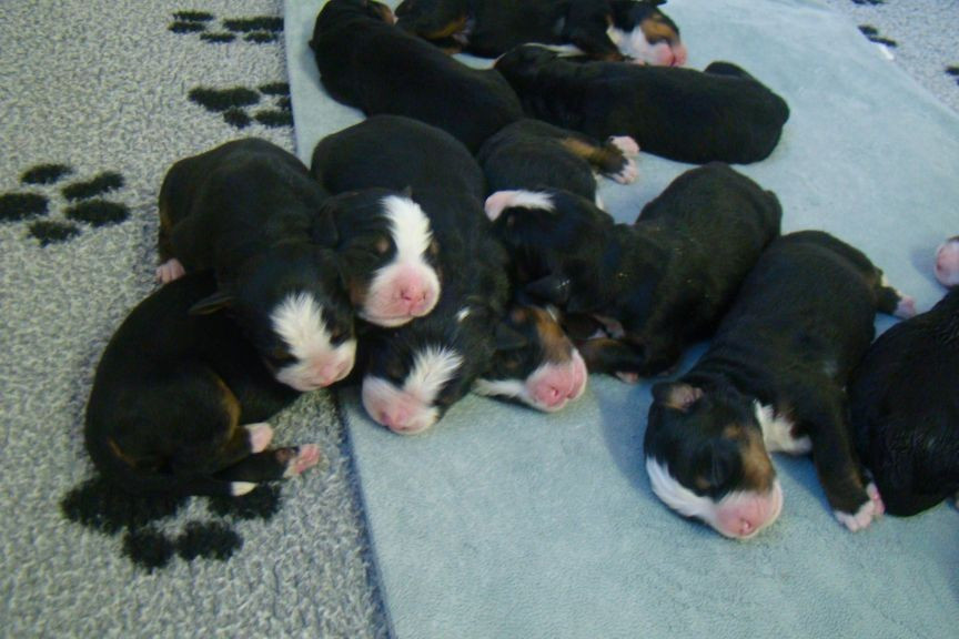 du royaume des reves - Chiots disponibles - Bouvier Bernois