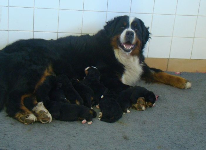 Chiot Bouvier Bernois du royaume des reves