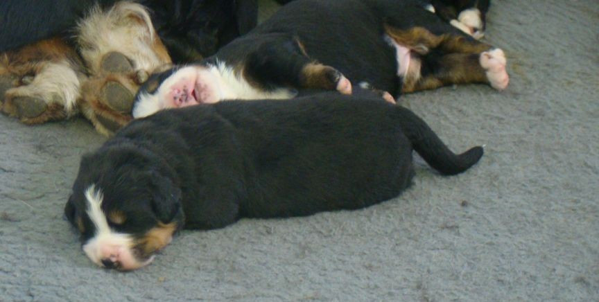 du royaume des reves - Chiots disponibles - Bouvier Bernois