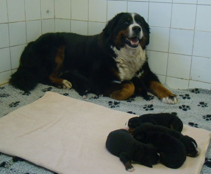 Chiot Bouvier Bernois du royaume des reves