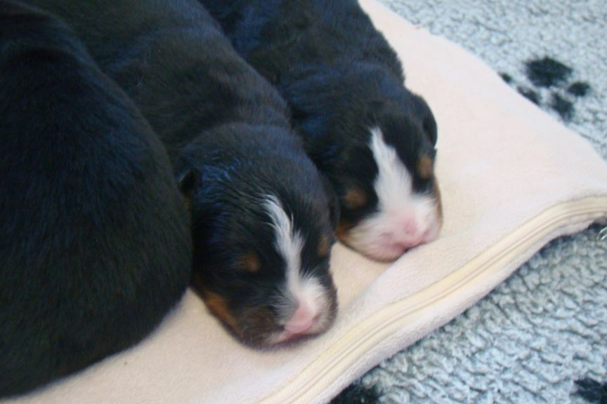 du royaume des reves - Chiots disponibles - Bouvier Bernois