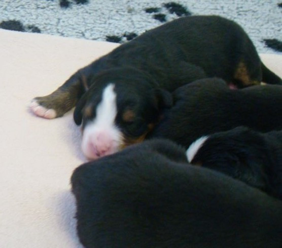 du royaume des reves - Chiots disponibles - Bouvier Bernois