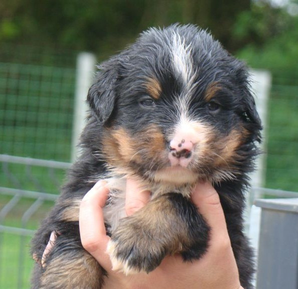 du royaume des reves - Chiots disponibles - Bouvier Bernois