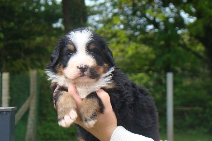 du royaume des reves - Chiots disponibles - Bouvier Bernois