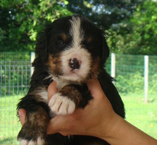 du royaume des reves - Chiots disponibles - Bouvier Bernois