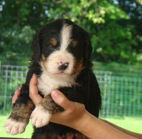 du royaume des reves - Chiots disponibles - Bouvier Bernois