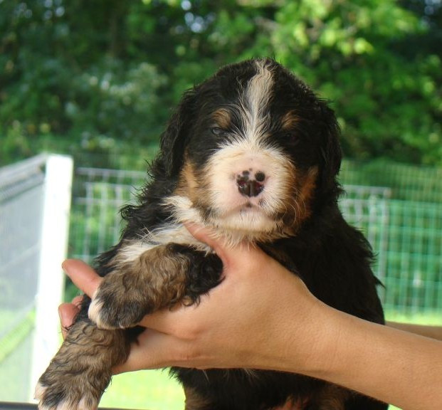 du royaume des reves - Chiots disponibles - Bouvier Bernois