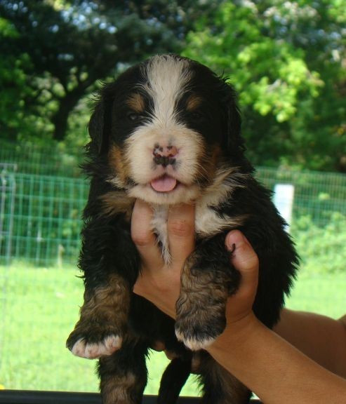 du royaume des reves - Chiots disponibles - Bouvier Bernois