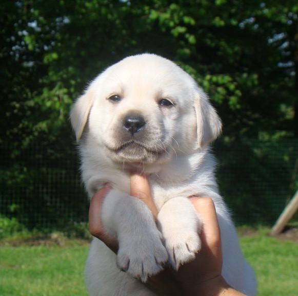 du royaume des reves - Chiots disponibles - Labrador Retriever