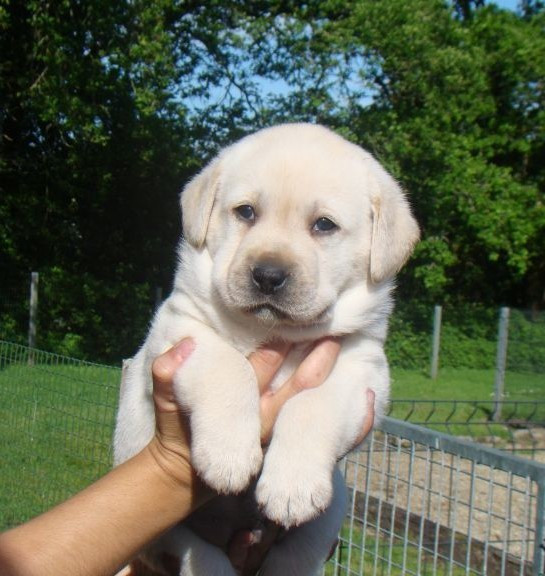 du royaume des reves - Chiots disponibles - Labrador Retriever