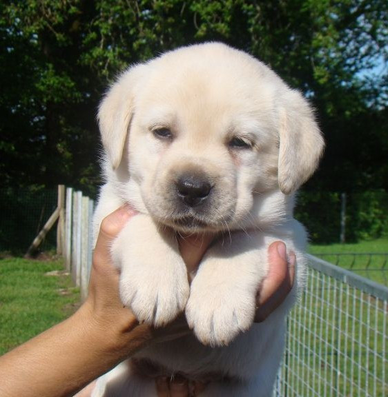du royaume des reves - Chiots disponibles - Labrador Retriever