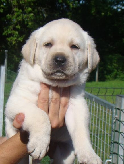 du royaume des reves - Chiots disponibles - Labrador Retriever