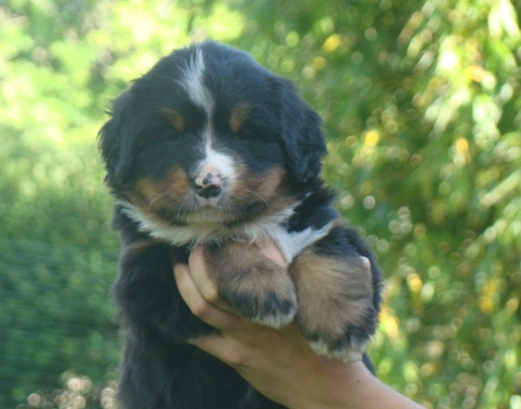 du royaume des reves - Chiots disponibles - Bouvier Bernois