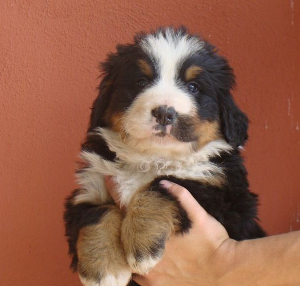 du royaume des reves - Chiots disponibles - Bouvier Bernois