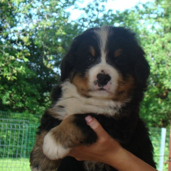 du royaume des reves - Chiots disponibles - Bouvier Bernois