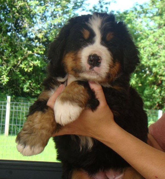 du royaume des reves - Chiots disponibles - Bouvier Bernois