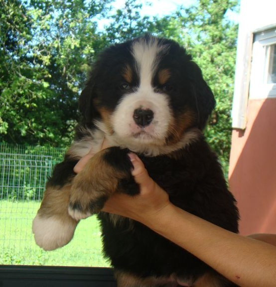 du royaume des reves - Chiots disponibles - Bouvier Bernois